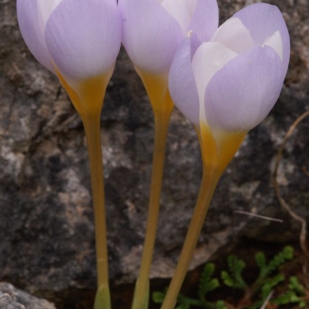 Crocus niveus